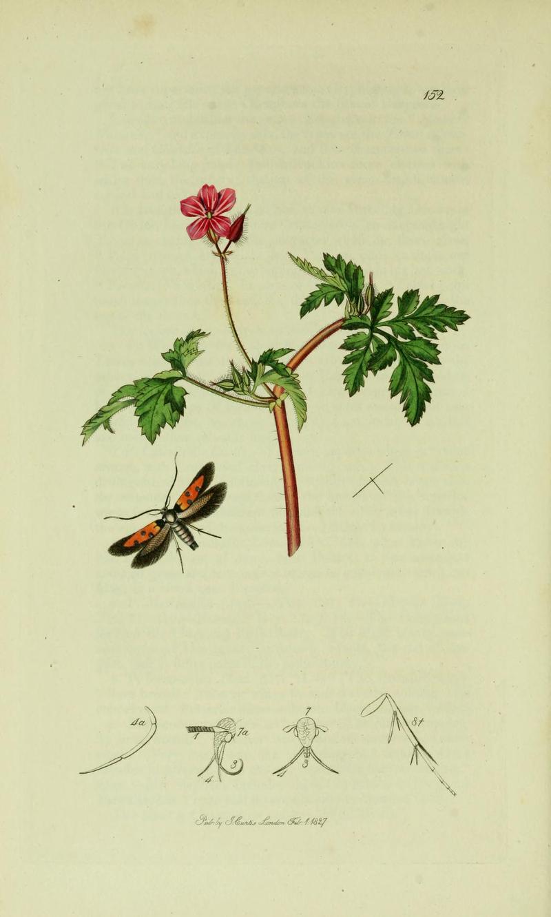 Britishentomologyvolume6Plate152