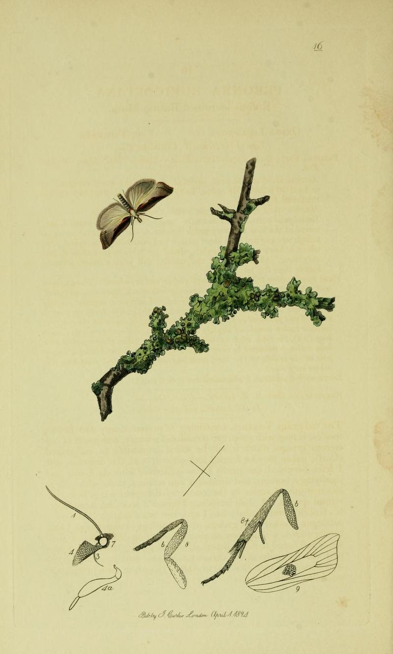 Britishentomologyvolume6Plate16