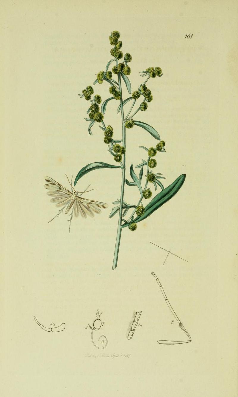 Britishentomologyvolume6Plate161