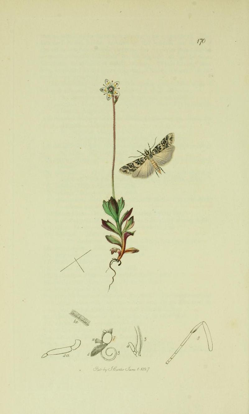 Britishentomologyvolume6Plate170