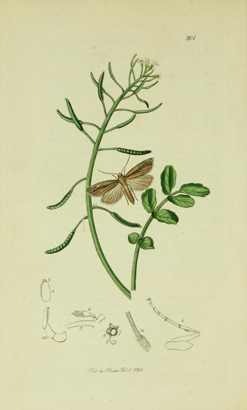 Britishentomologyvolume6Plate201