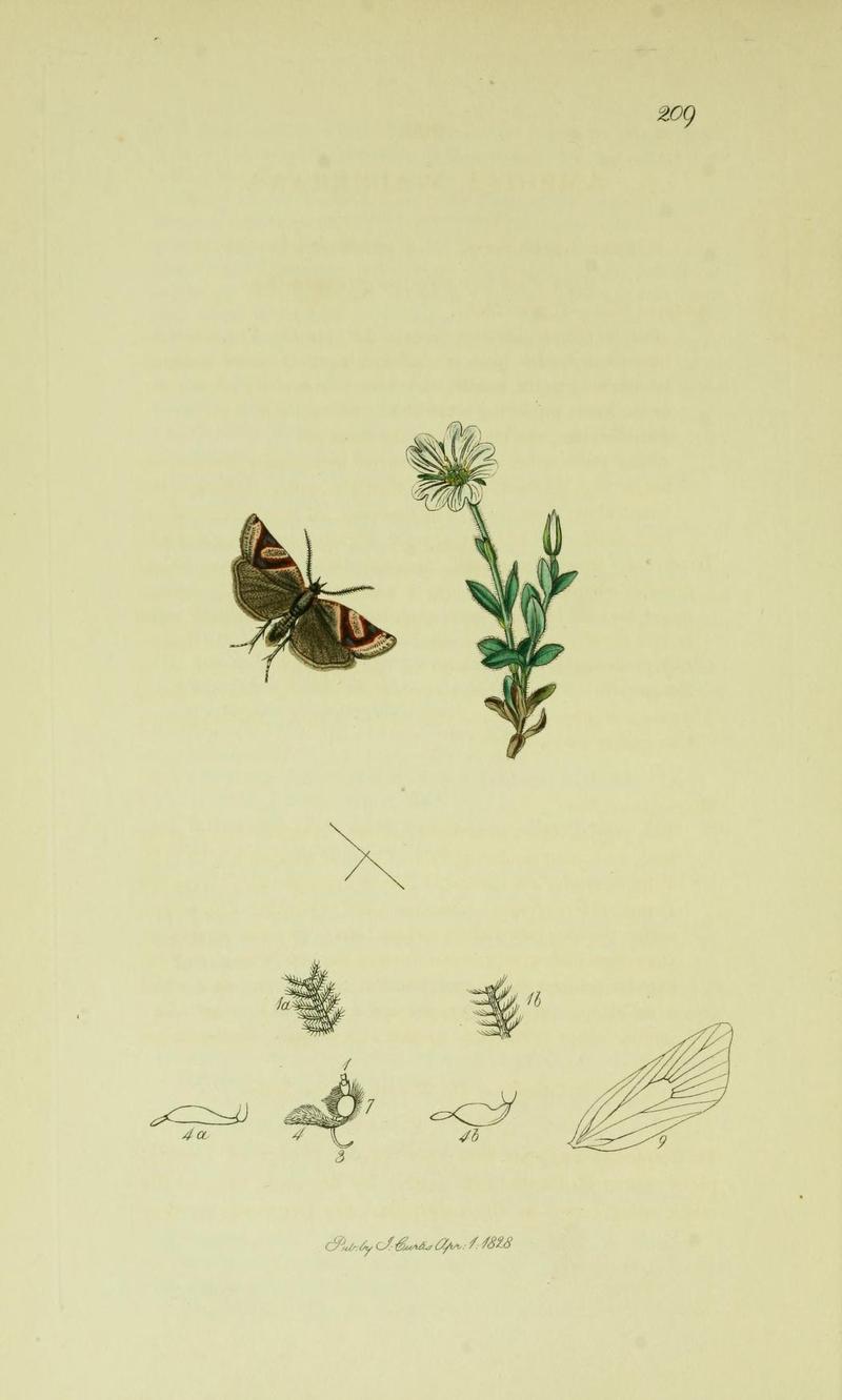 Britishentomologyvolume6Plate209