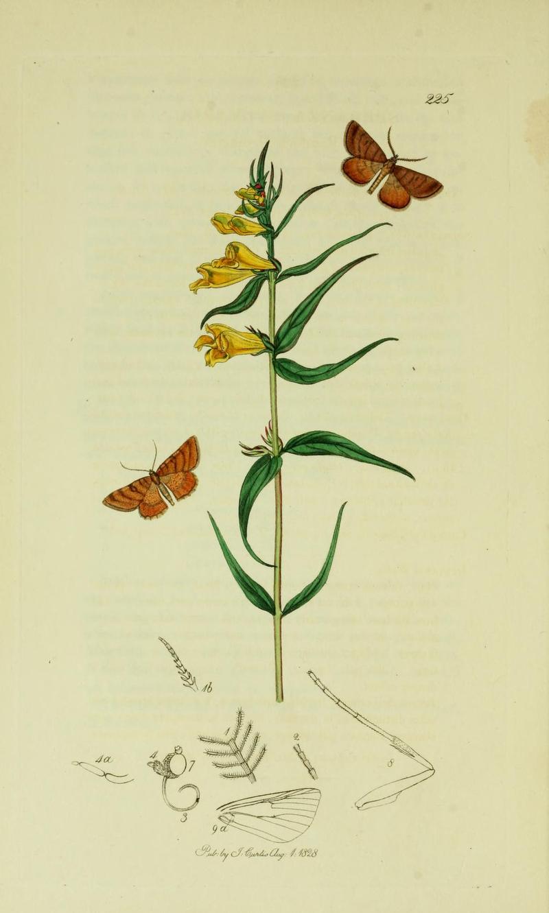 Britishentomologyvolume6Plate225