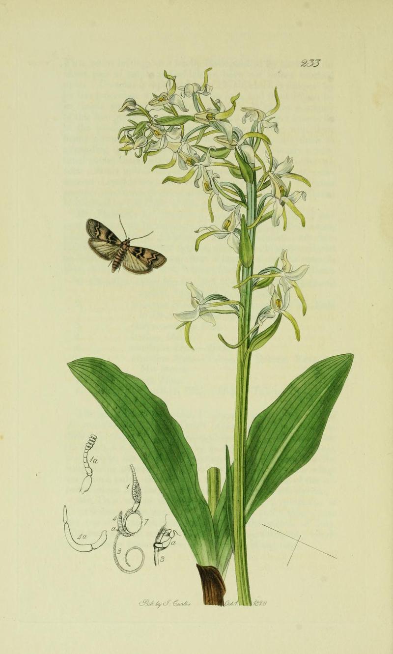 Britishentomologyvolume6Plate233