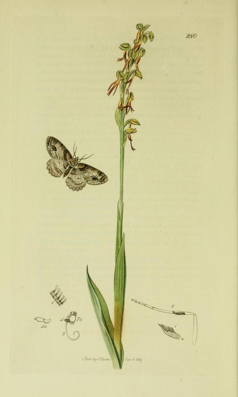 Britishentomologyvolume6Plate280