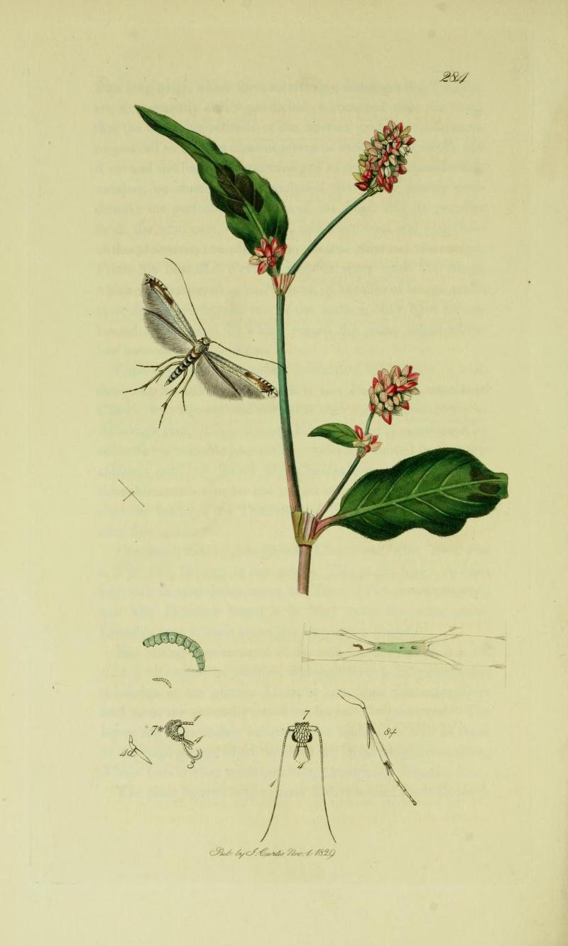 Britishentomologyvolume6Plate284