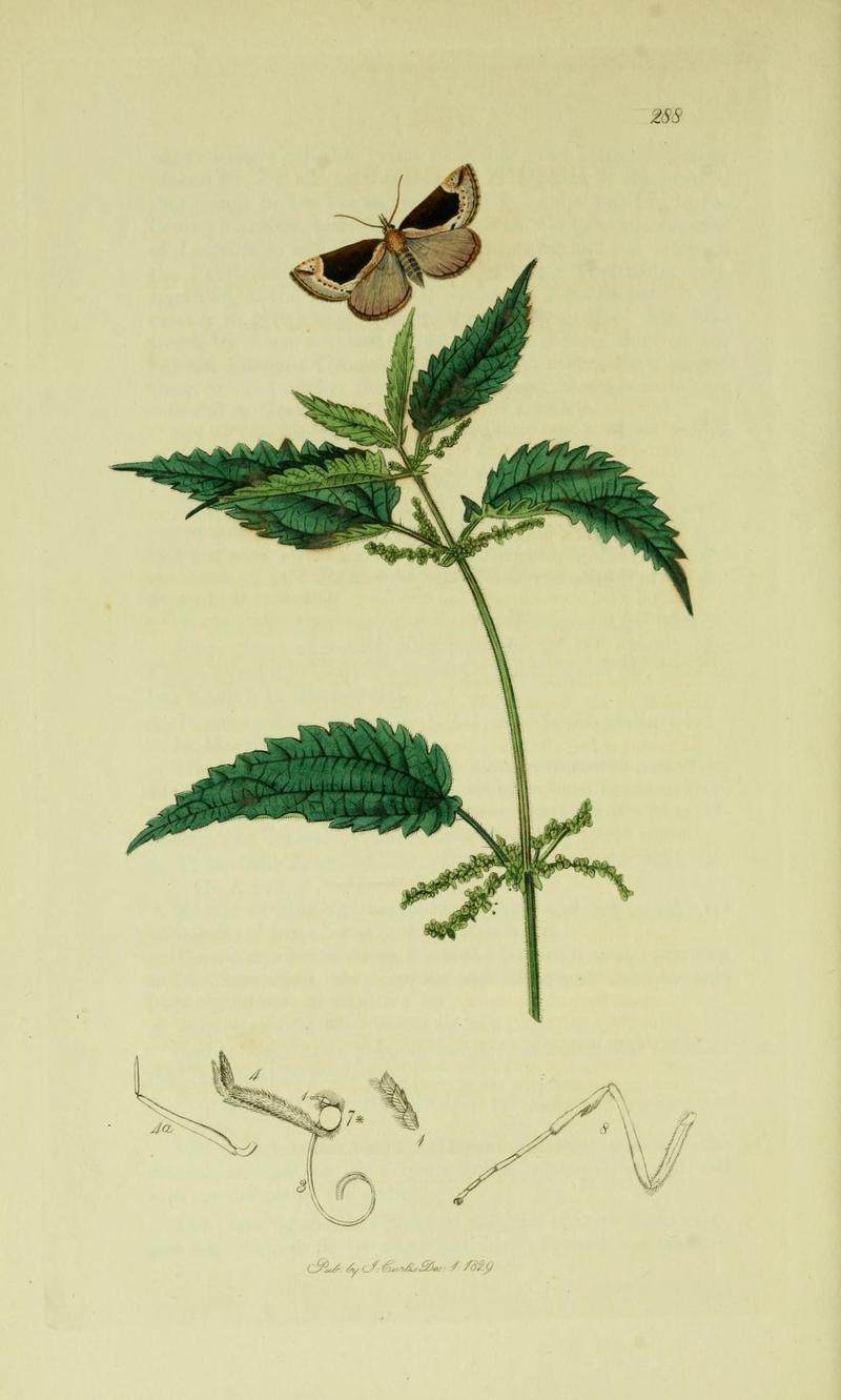 Britishentomologyvolume6Plate288