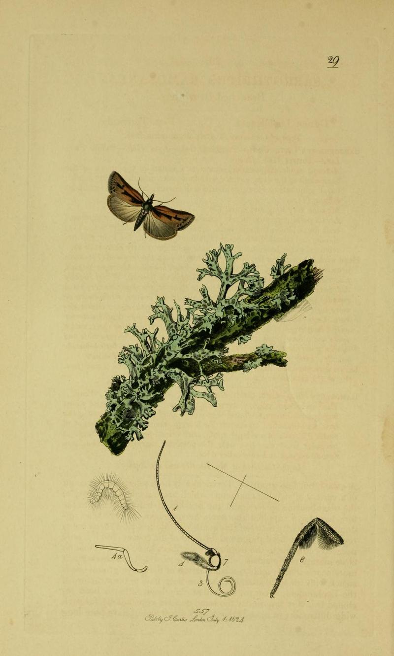 Britishentomologyvolume6Plate29