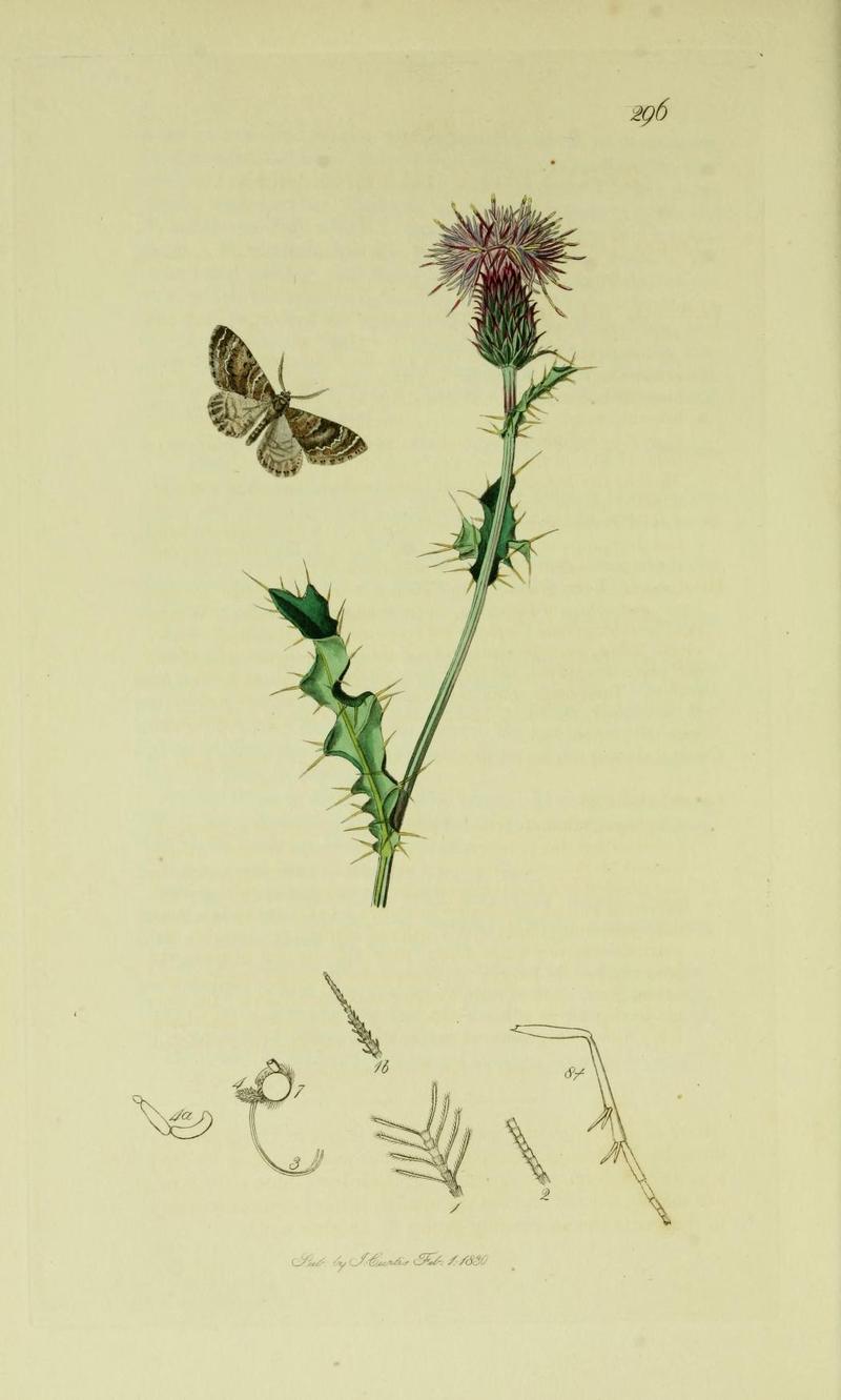 Britishentomologyvolume6Plate296
