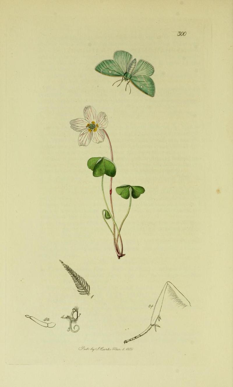 Britishentomologyvolume6Plate300