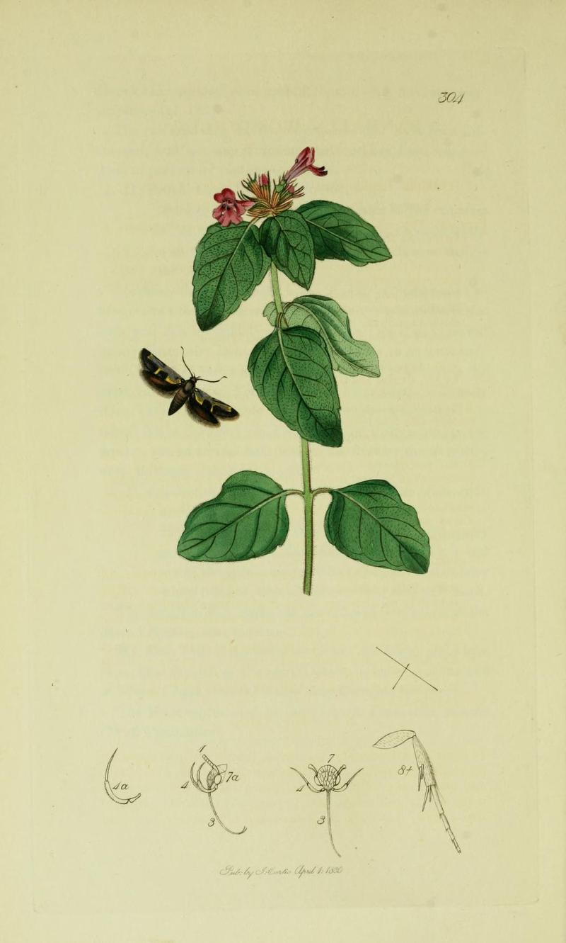 Britishentomologyvolume6Plate304