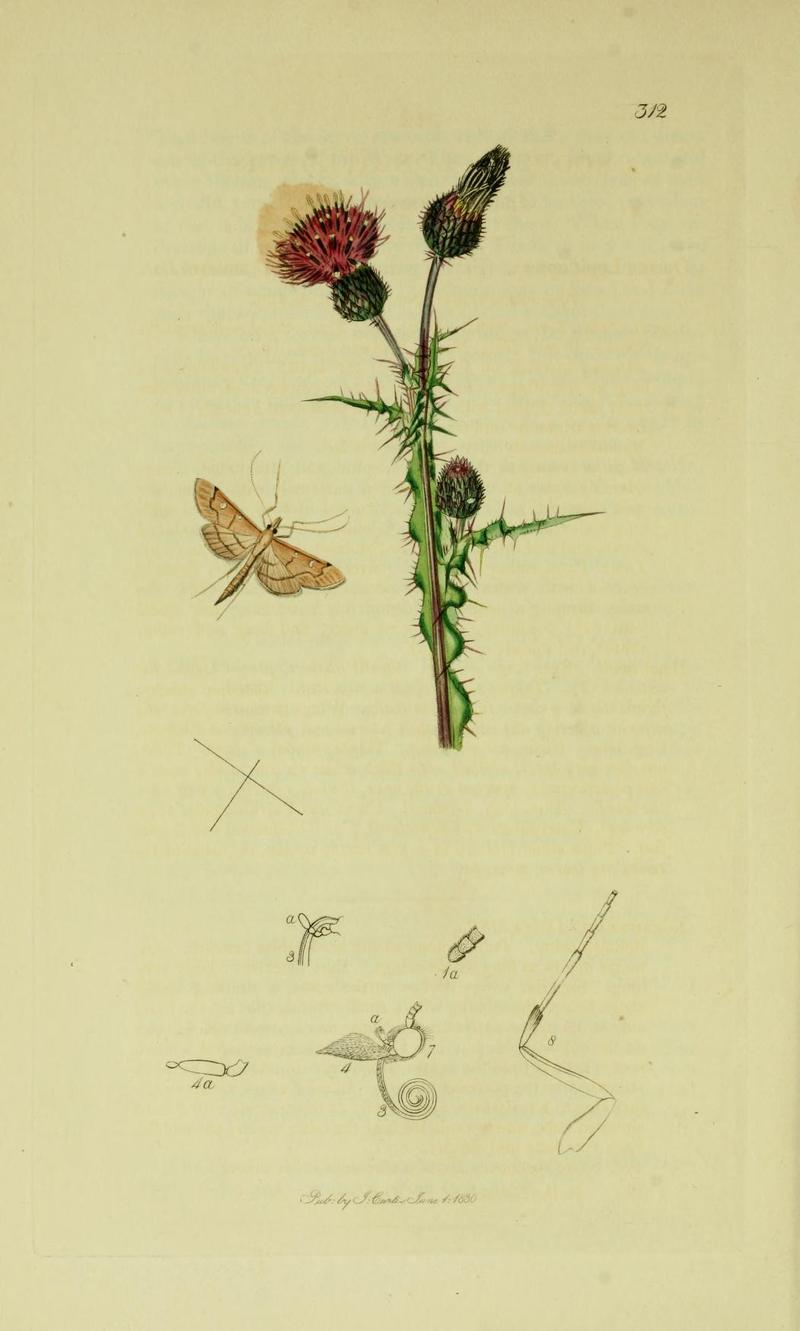 Britishentomologyvolume6Plate312