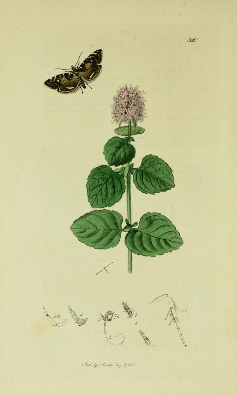 Britishentomologyvolume6Plate320