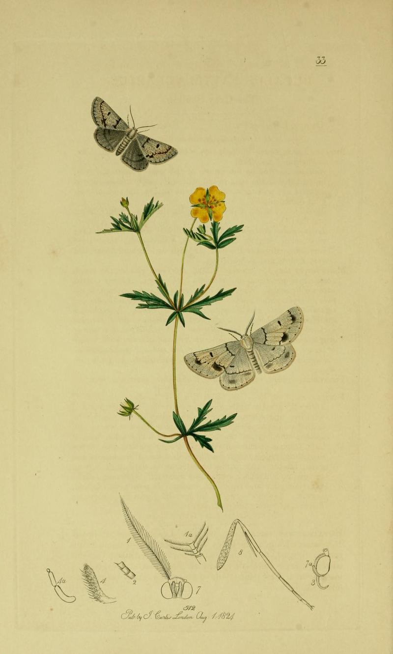 Britishentomologyvolume6Plate33