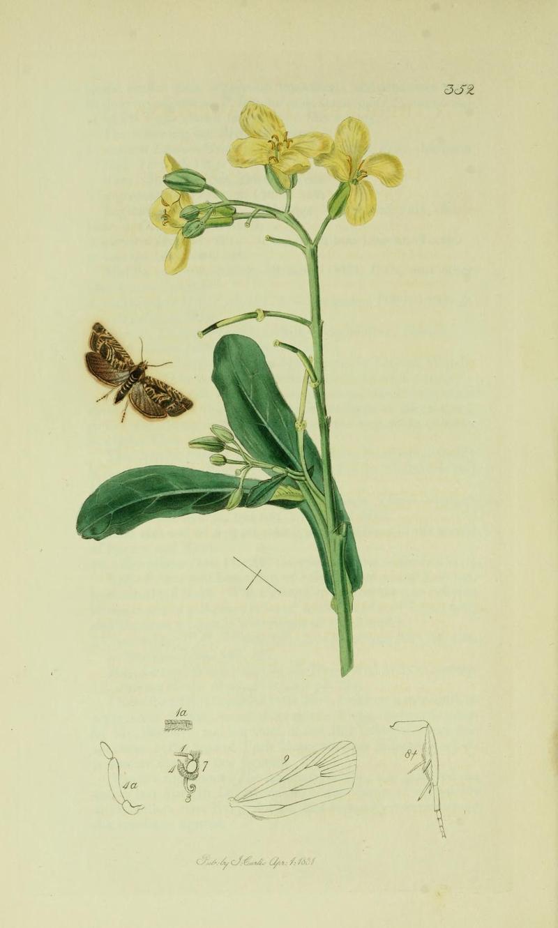 Britishentomologyvolume6Plate352