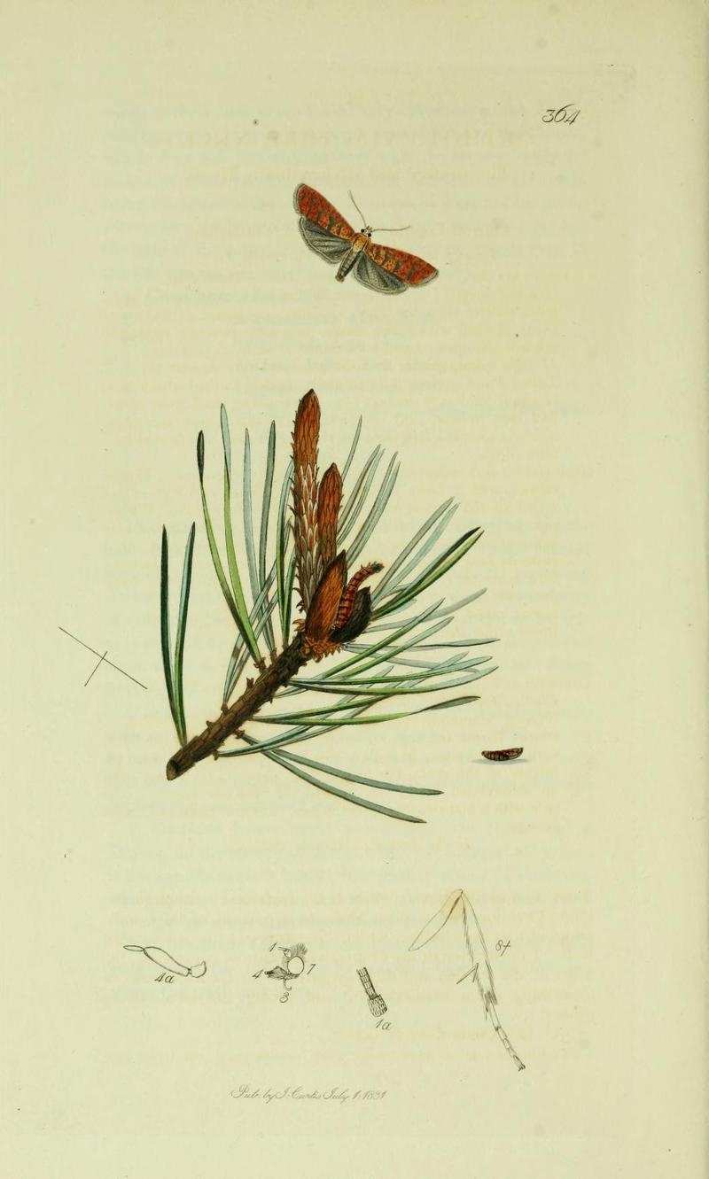 Britishentomologyvolume6Plate364