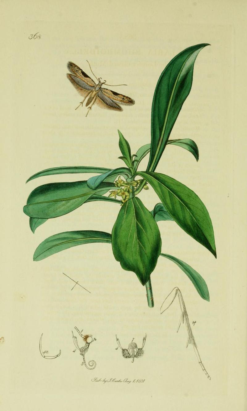 Britishentomologyvolume6Plate368