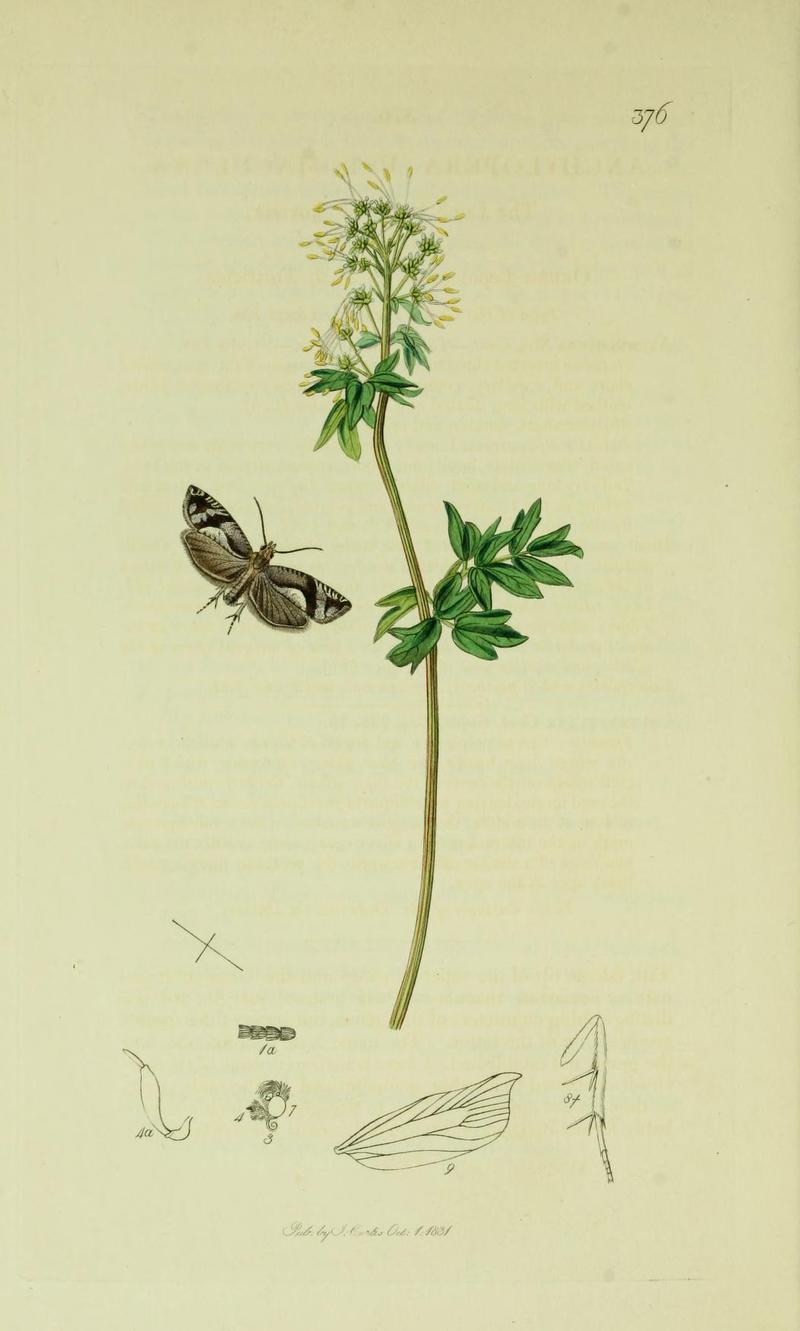 Britishentomologyvolume6Plate376