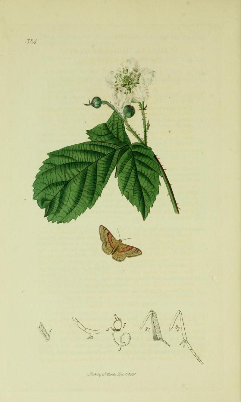 Britishentomologyvolume6Plate384