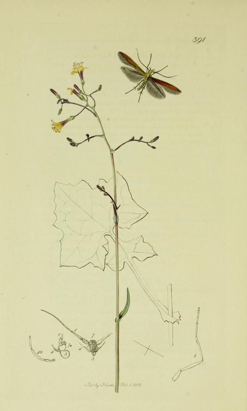 Britishentomologyvolume6Plate391