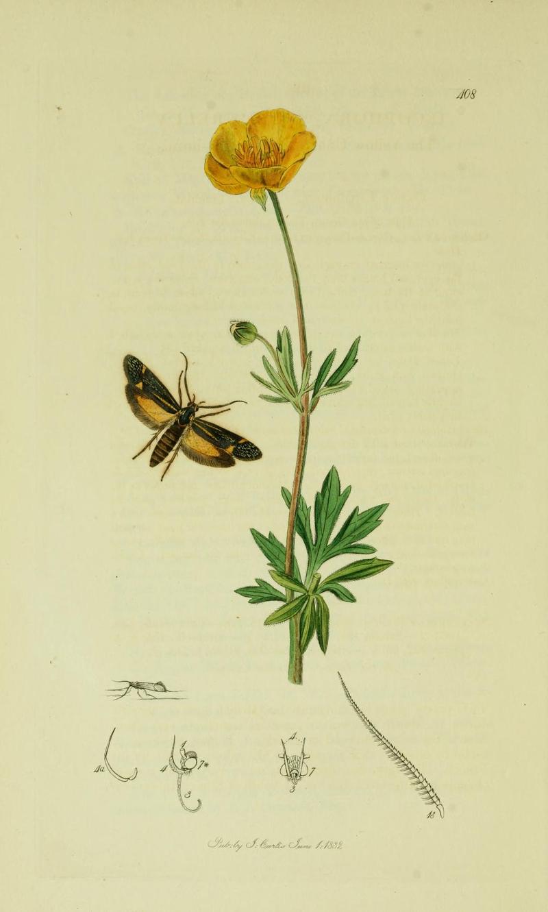 Britishentomologyvolume6Plate408