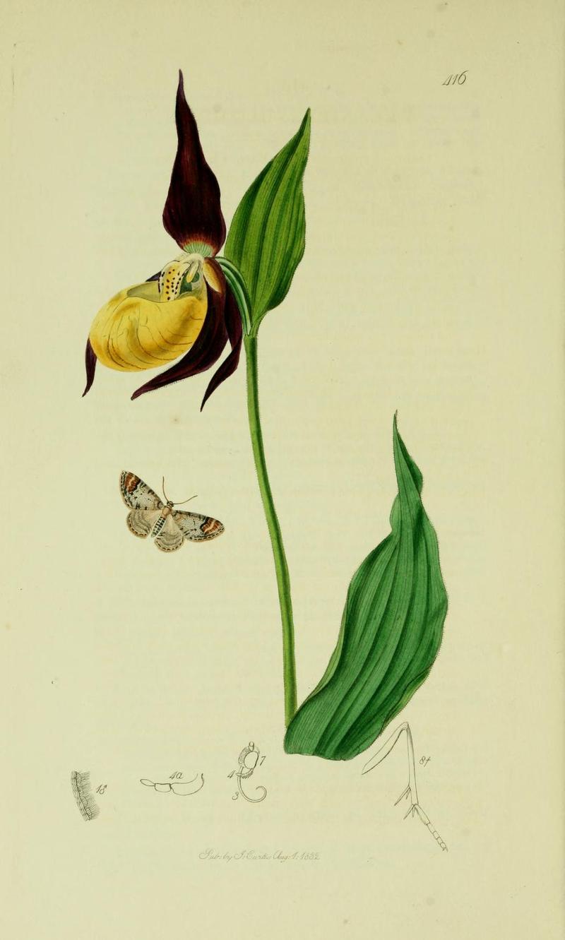 Britishentomologyvolume6Plate416