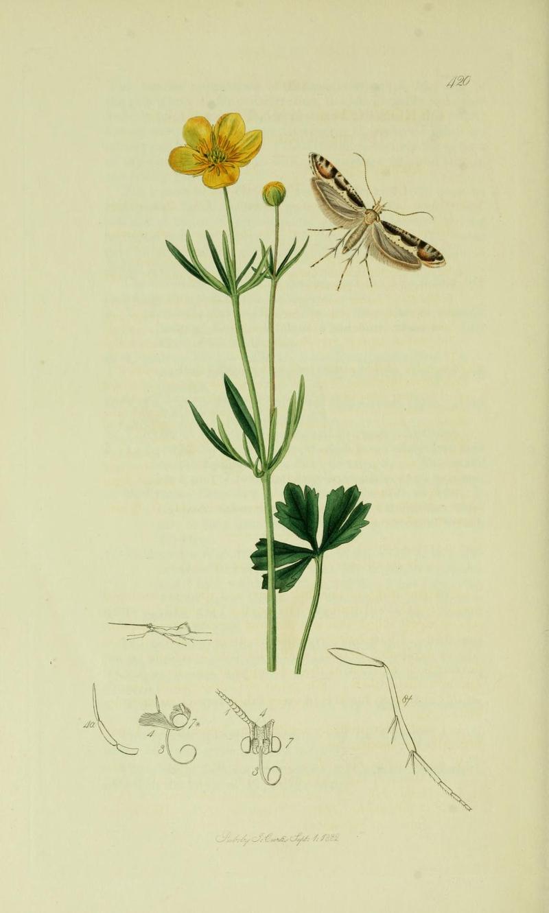 Britishentomologyvolume6Plate420