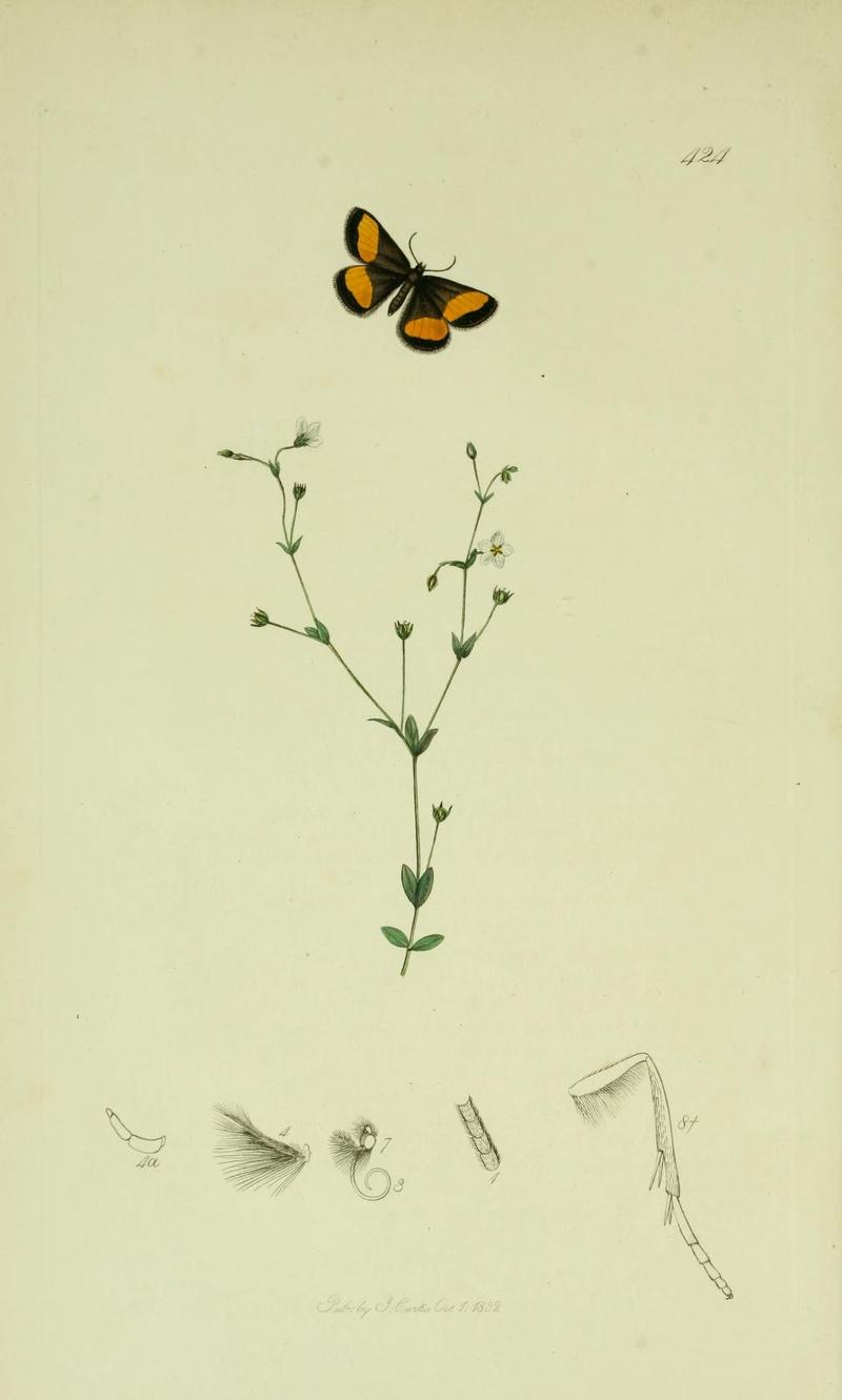Britishentomologyvolume6Plate424