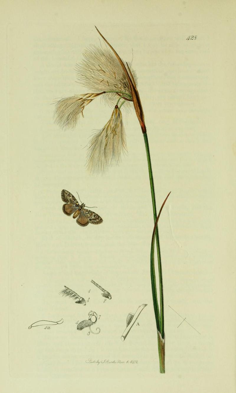Britishentomologyvolume6Plate428