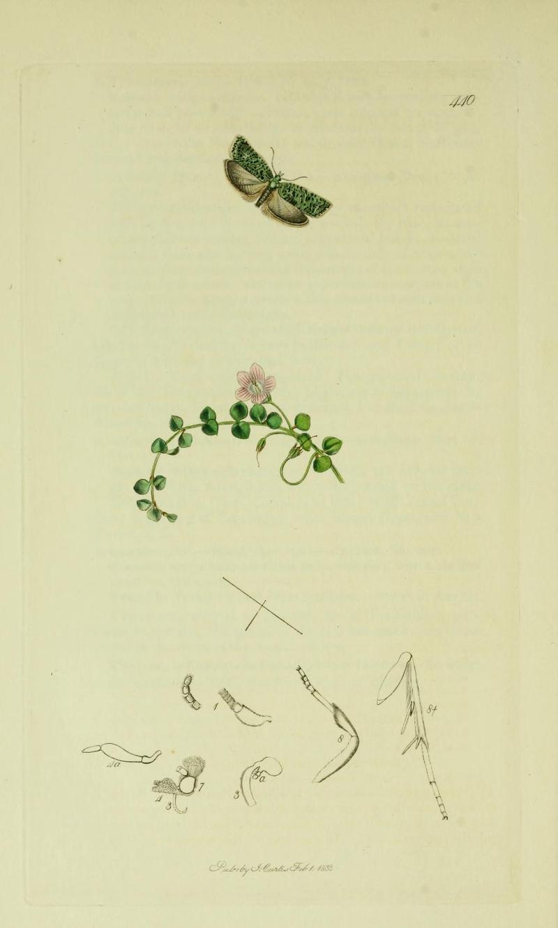 Britishentomologyvolume6Plate440