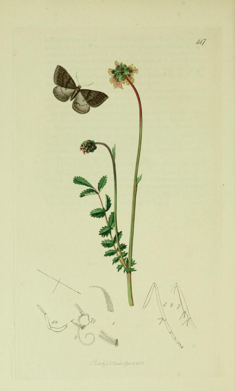 Britishentomologyvolume6Plate447