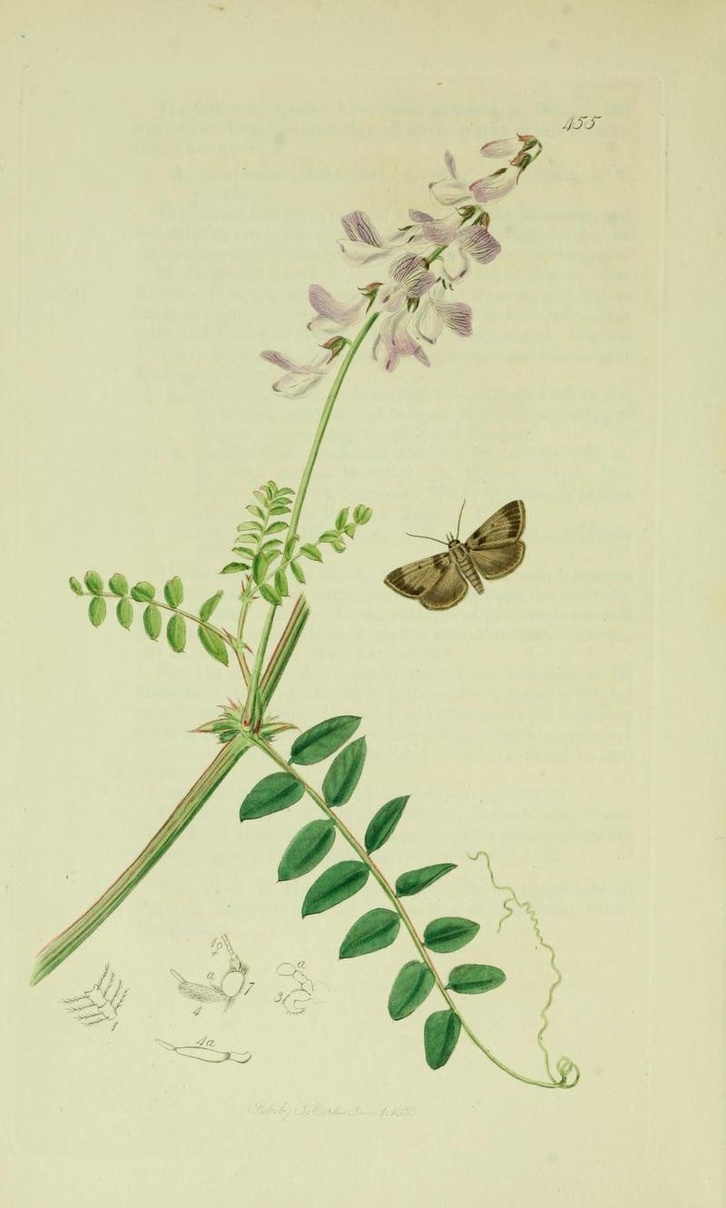 Britishentomologyvolume6Plate455