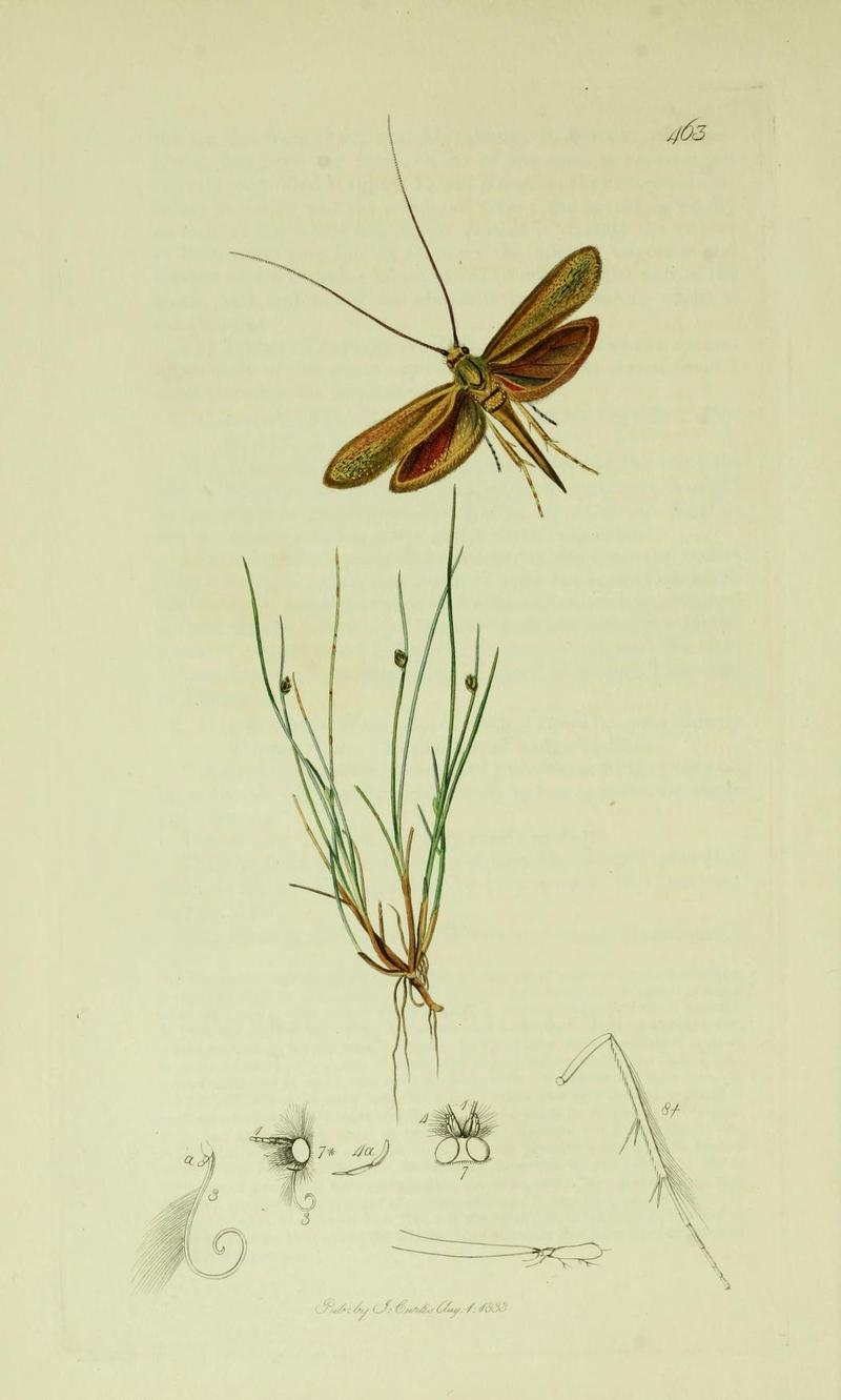 Britishentomologyvolume6Plate463