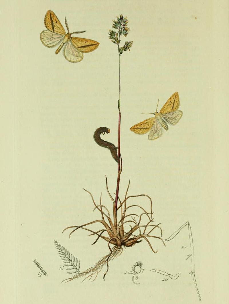 Britishentomologyvolume6Plate467 (cropped)