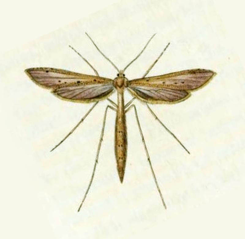 Britishentomologyvolume6Plate471-detail