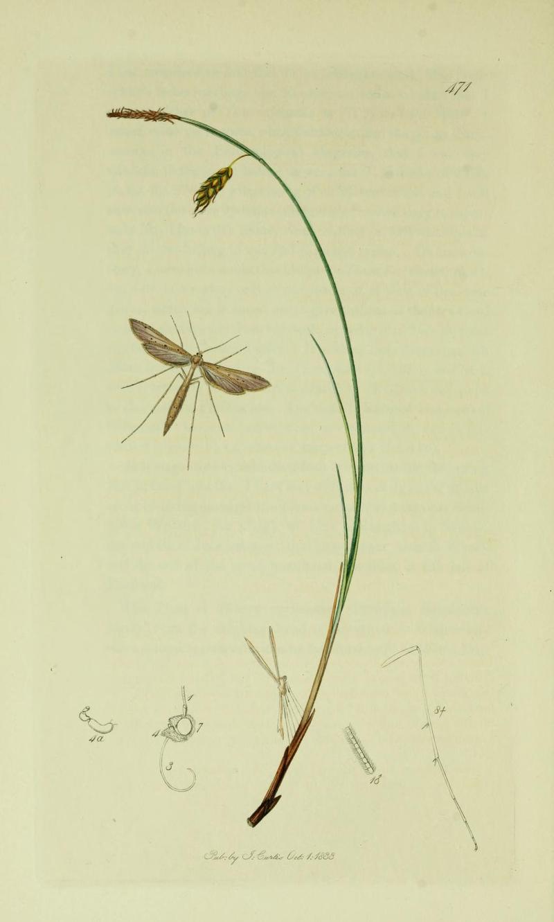 Britishentomologyvolume6Plate471