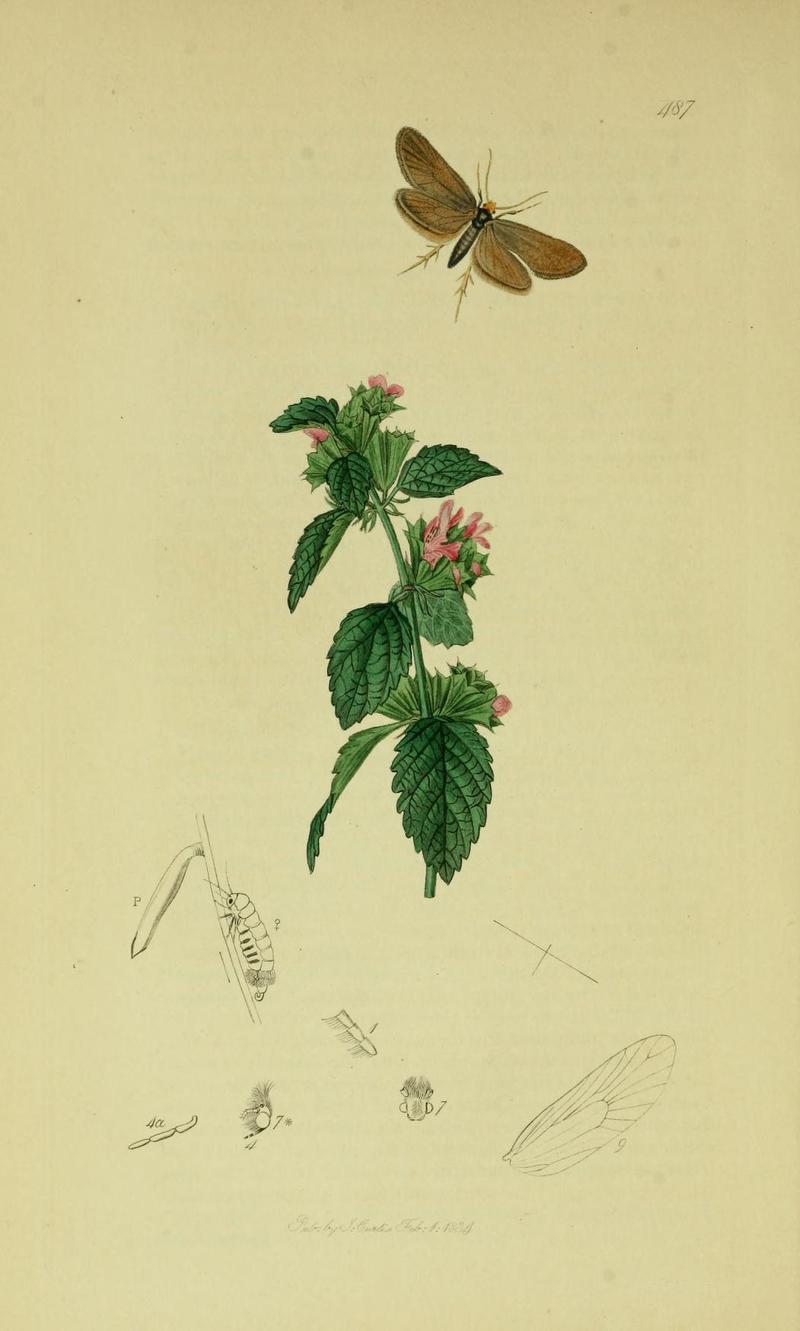 Britishentomologyvolume6Plate487