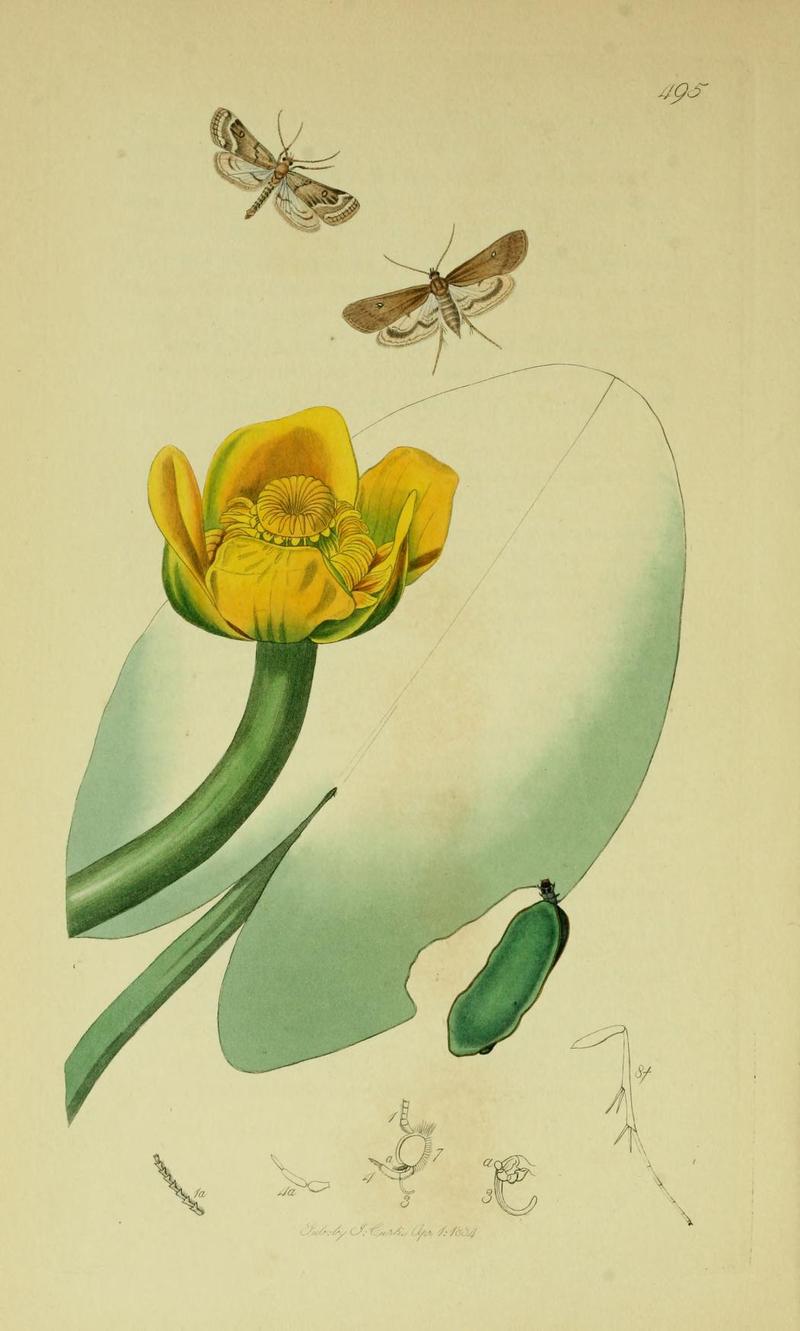 Britishentomologyvolume6Plate495