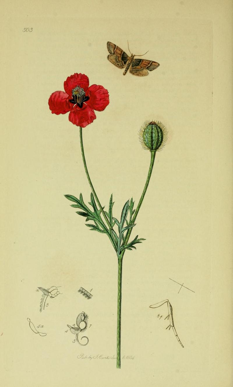 Scarce Meal Moth moth Round roughheaded Poppy plant