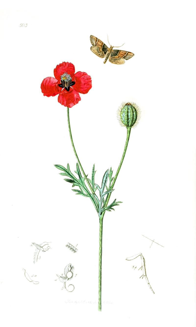 Scarce Meal Moth moth Round roughheaded Poppy plant