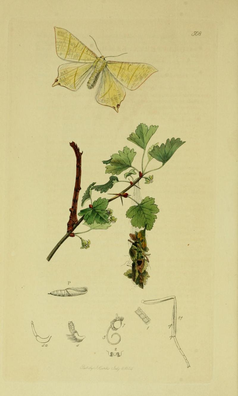 Britishentomologyvolume6Plate508