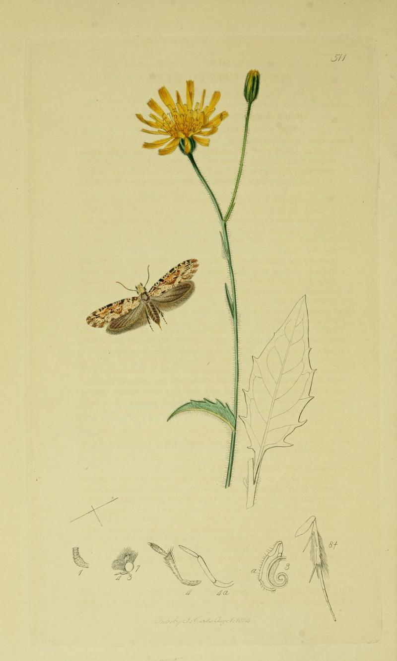 Britishentomologyvolume6Plate511