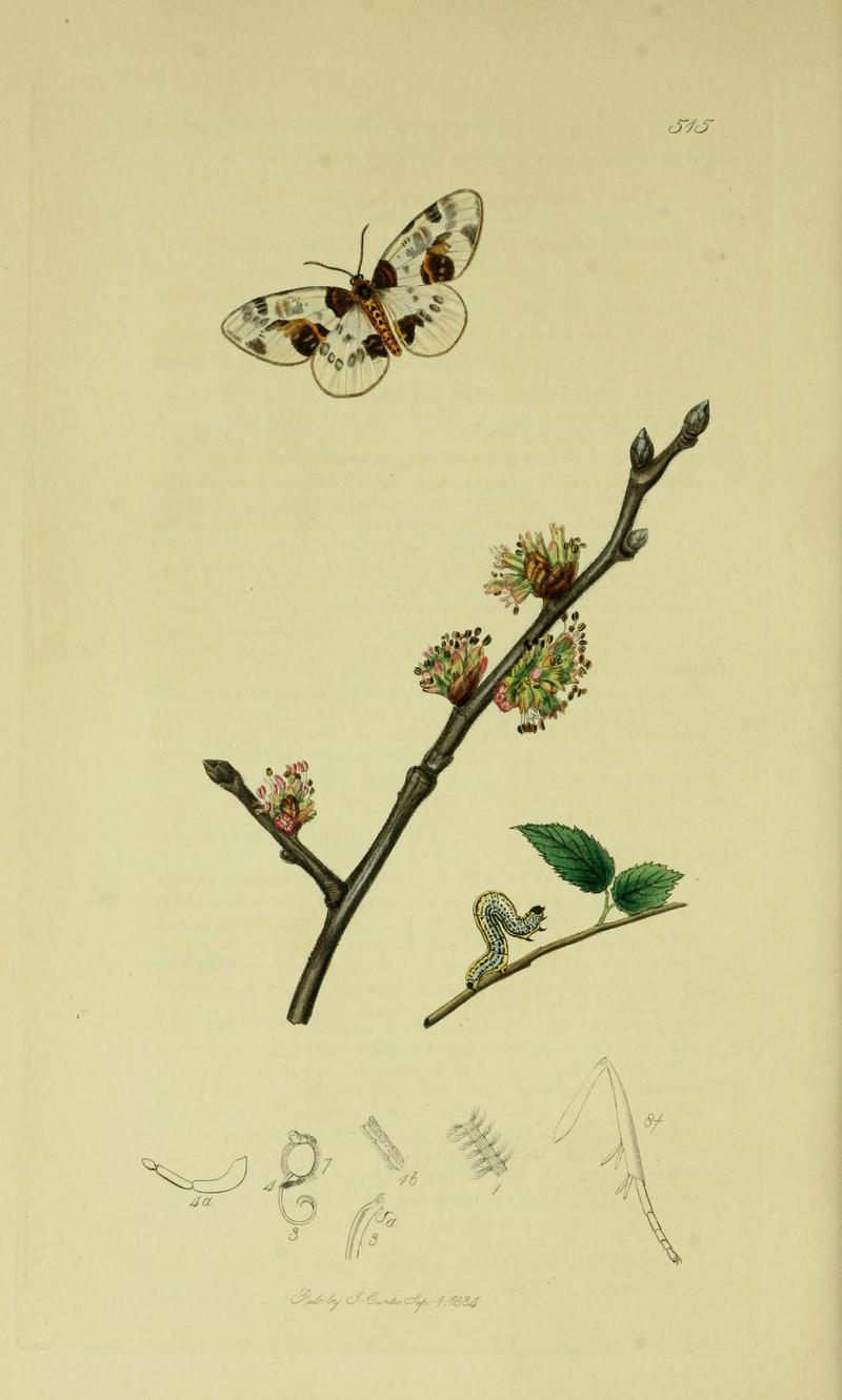 Britishentomologyvolume6Plate515