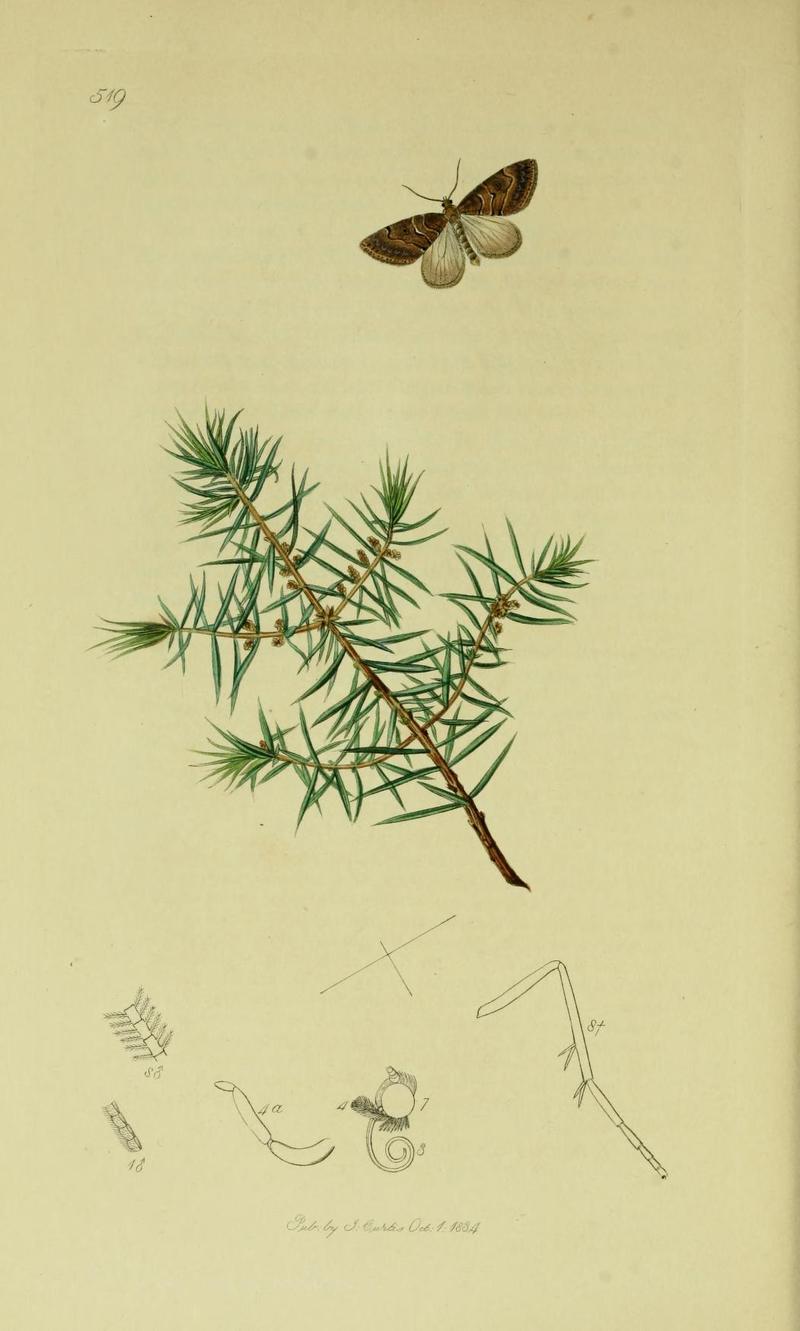 Britishentomologyvolume6Plate519