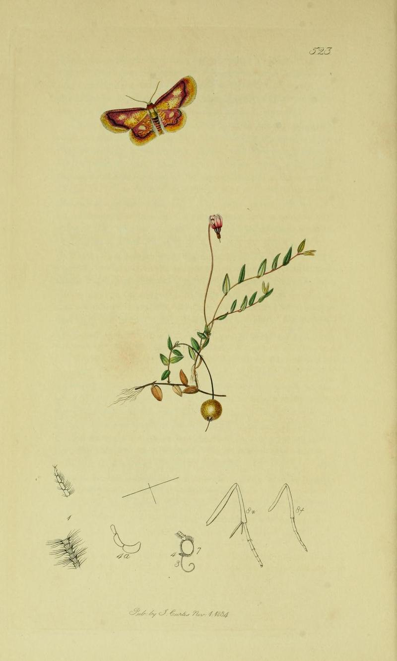 Britishentomologyvolume6Plate523