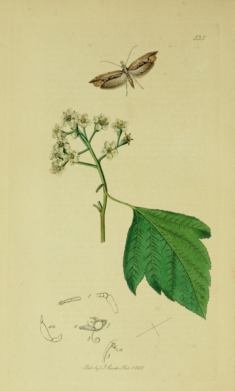 Britishentomologyvolume6Plate535