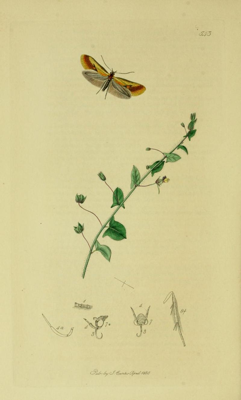 Britishentomologyvolume6Plate543