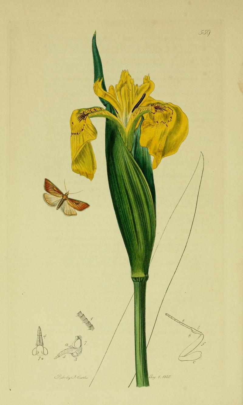 Britishentomologyvolume6Plate559