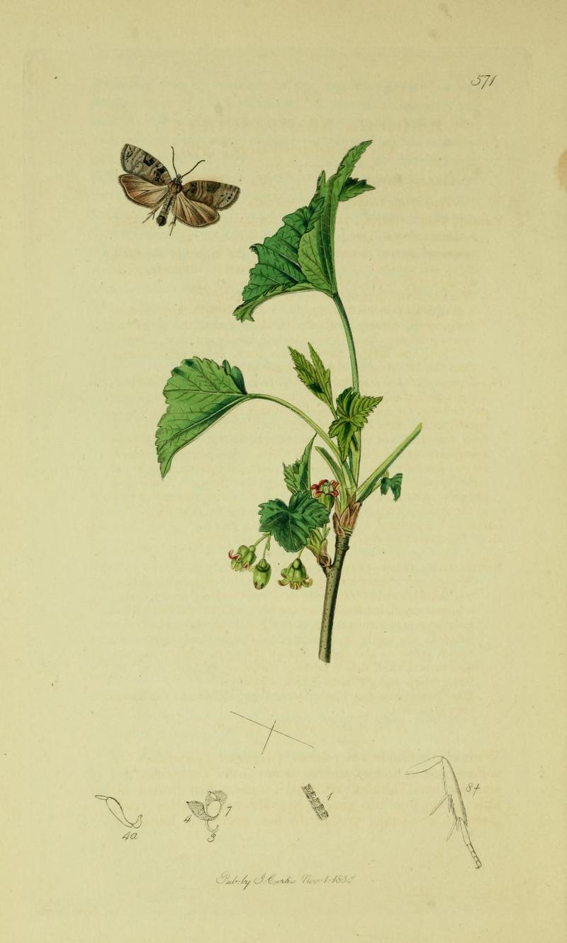 Britishentomologyvolume6Plate571