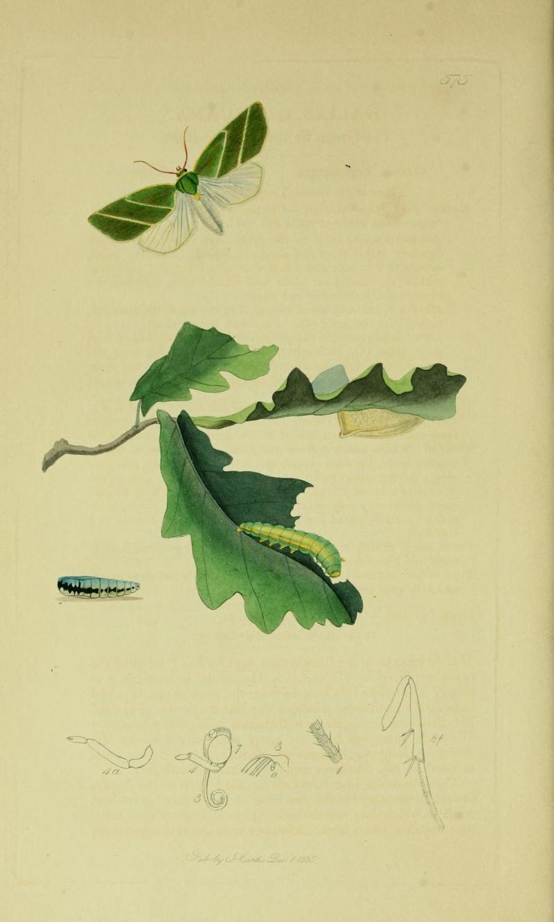 Britishentomologyvolume6Plate575